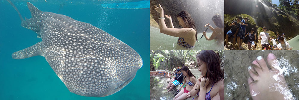 ジンベエザメウォッチ トゥマログの滝＋ドクターフィッシュ体験の様子